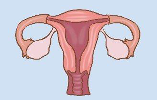 绵阳借卵试管-子宫的发育100%是由先天性因素造成的。